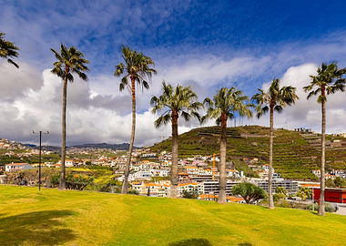 Palm Trees Overlooking Coastal City, Camara de Lobos