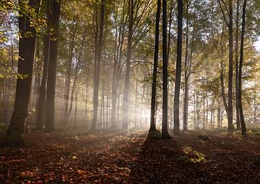 Sunbeams in an Autumn Forest
