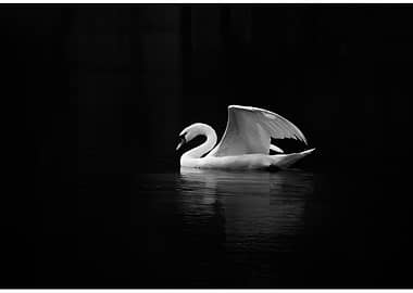 Elegant Swan on Dark Water