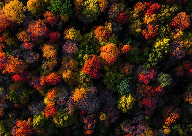Aerial View of Autumn Forest Canopy