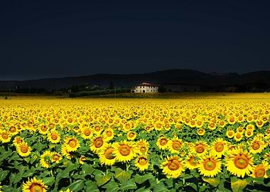 Sunflower Field with Tuscan Villa
