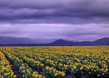 Field of Yellow Daffodils Under Stormy Sky