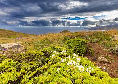 Coastal Landscape with Wildflowers, Madeira