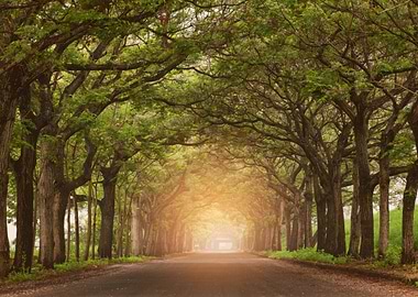 Tree Tunnel Road with Sunlight