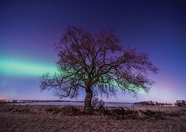 Aurora Borealis over a lone tree