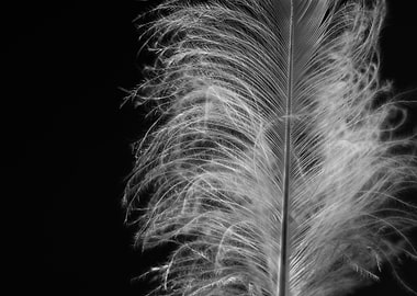 Close-up of a Feather