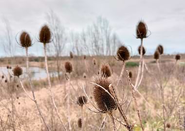 A Wintery photograph of Dried Teasel Heads in a Field
