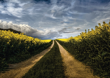 Path through a yellow flower field