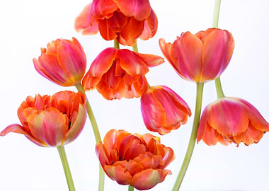 Vibrant Orange Tulips