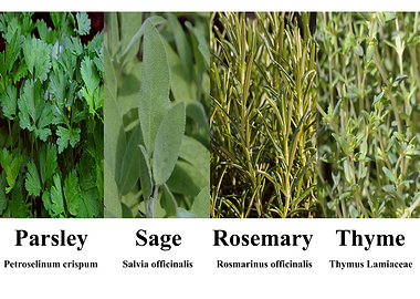 Herbs: Parsley, Sage, Rosemary, Thyme