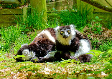 Black and White Lemurs in Nature