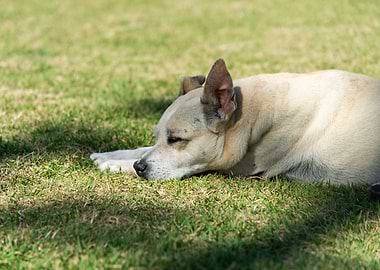 Dog resting on grass