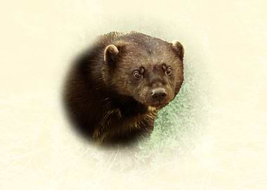 Wolverine Portrait with Blurred Background