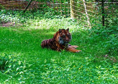 Tiger resting in a grassy enclosure