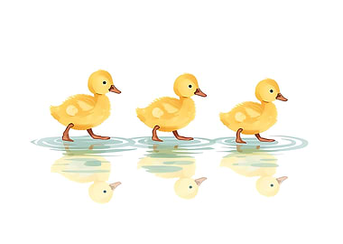 Three Yellow Ducklings Walking in Water