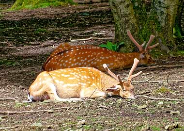 Two Sika Deer Resting in a Forest