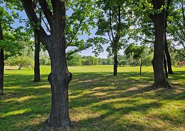 Sunny park with trees and green field