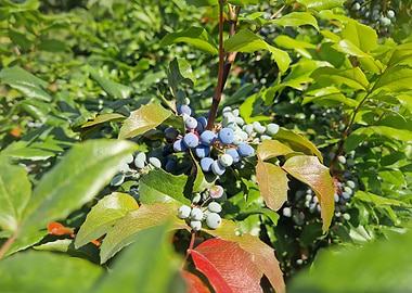 Blue Berries on a Bush