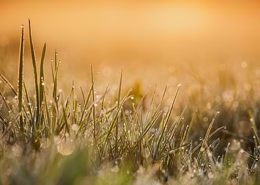 Dewdrops on Grass at Sunrise