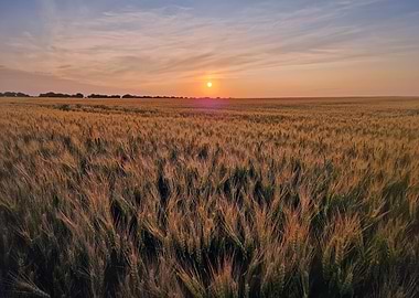 Golden Wheat Field at Sunset