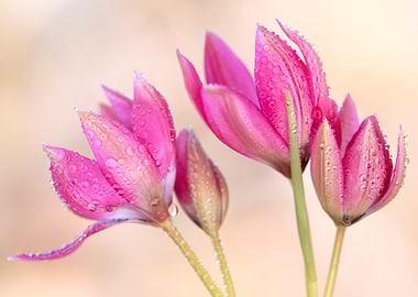 Pink flowers with water droplets