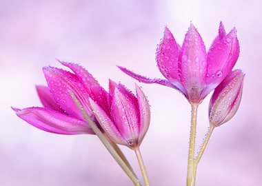 Pink Flowers with Water Droplets