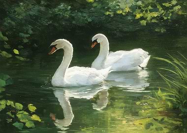 Two Swans on a Serene Lake