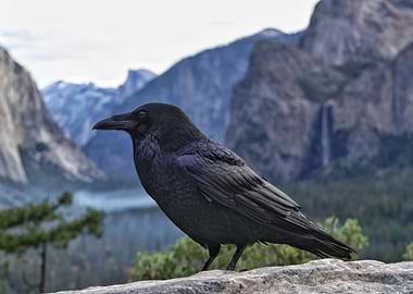 Raven perched with Yosemite Valley backdrop