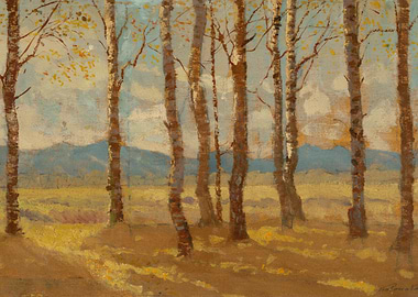 Autumn Birch Trees in Sunlight