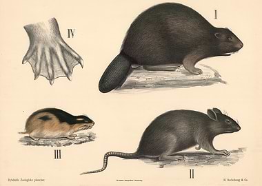 Vintage Animal Illustrations