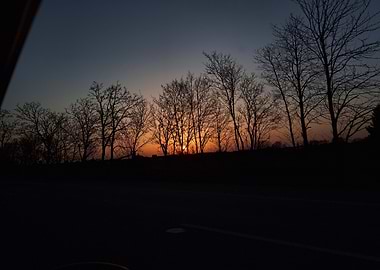 Sunset Through Bare Trees