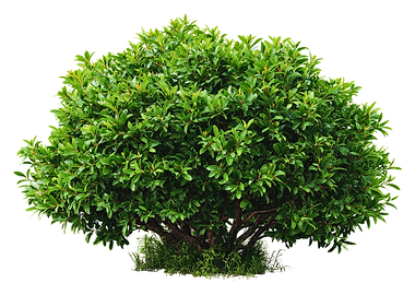 Lush Green Bush with Visible Roots