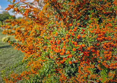 Close-up of orange berries on a bush