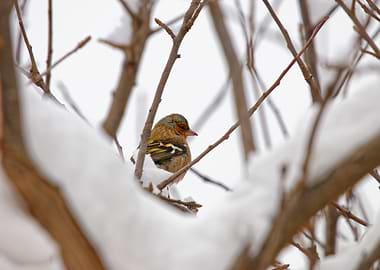 A Male Chaffinch perched amongst a snowy branches