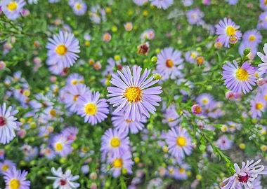 Purple Aster Flowers in Bloom