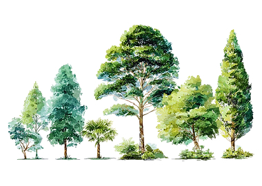 Watercolor Forest Trees Collection