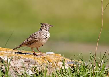 Crested Lark on a Rock