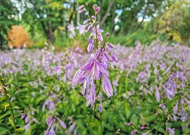 Purple Hosta Flowers in Garden