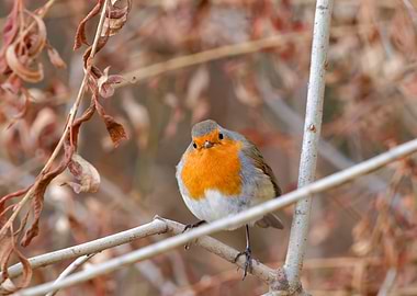 Puffed-up European Robin perched on a Branch, looking at the camera
