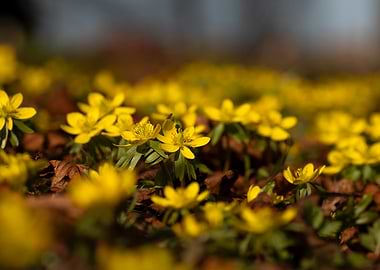 Field of Yellow Winter Aconite Flowers