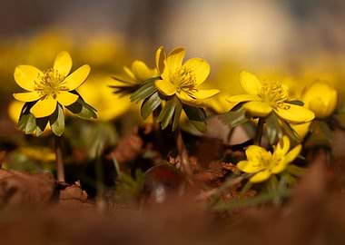 Yellow Winter Aconite Flowers