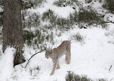 Lynx walking in the snow
