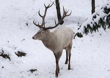 White Stag in Snowy Forest