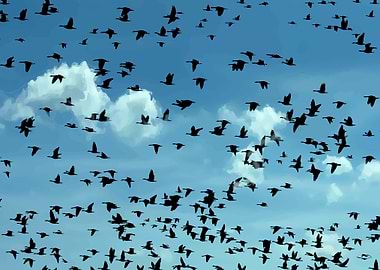 Flock of Birds Flying in Sky