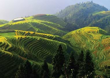 Lush Terraced Rice Paddies on Rolling Hills
