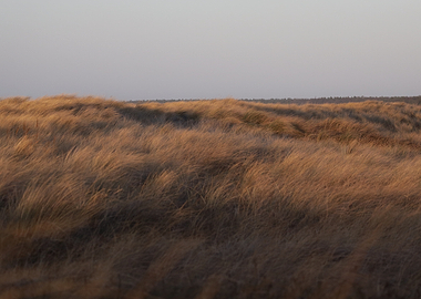 Golden grass dunes at sunset