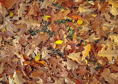 Autumn Oak Leaves on Ground
