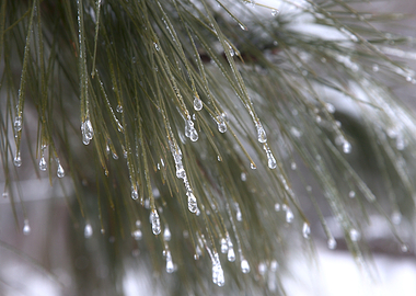 Pine needles with ice droplets