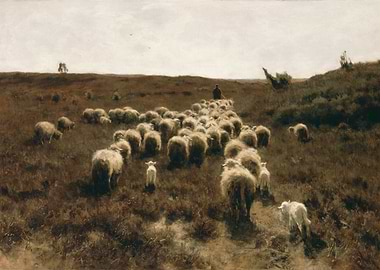 Shepherd Herding Sheep in a Field