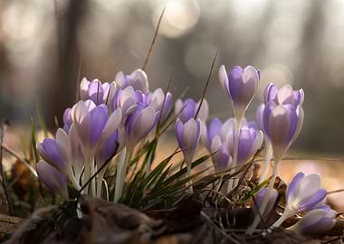 Purple Crocus Flowers in Spring